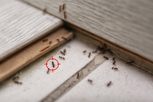 Best Mosquito Control Services  in Strawberry, CA