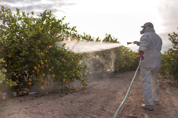 Best Affordable Pest Control Services  in Strawberry, CA