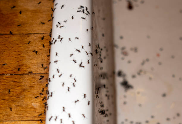 Insect Control in Strawberry, CA